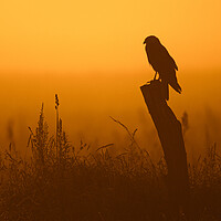 Buy canvas prints of Western Marsh Harrier at Sunset by Arterra 