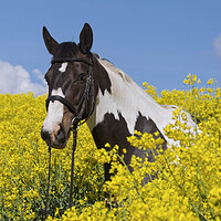 Buy canvas prints of American Indian Horse in Rape Field by Arterra 