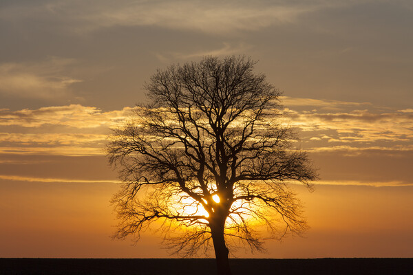 English Oak Tree at Sunset in Winter Picture Board by Arterra 