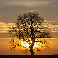 Buy canvas prints of English Oak Tree at Sunset in Winter by Arterra 