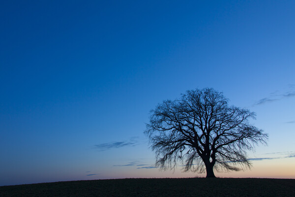 Lonely English Oak Tree in Winter Picture Board by Arterra 