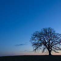 Buy canvas prints of Lonely English Oak Tree in Winter by Arterra 