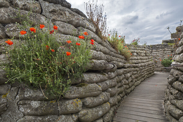 Poppies in Trench of Death, Diksmuide, Flanders Picture Board by Arterra 