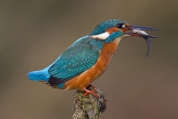 Common Kingfisher with Fish Picture Board by Arterra 