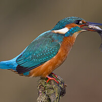 Buy canvas prints of Common Kingfisher with Fish by Arterra 