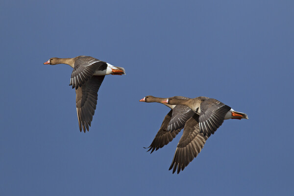 Three Greater White-Fronted Geese in Flight Picture Board by Arterra 