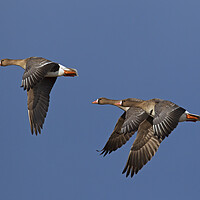 Buy canvas prints of Three Greater White-Fronted Geese in Flight by Arterra 