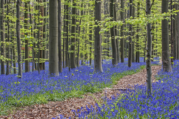 Path in Beech Forest with Bluebells Picture Board by Arterra 