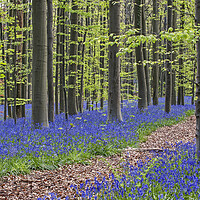 Buy canvas prints of Path in Beech Forest with Bluebells by Arterra 
