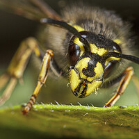 Buy canvas prints of Common Wasp Queen by Arterra 