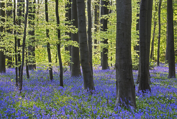 Beech Forest with Bluebells Picture Board by Arterra 