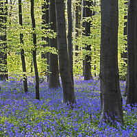 Buy canvas prints of Beech Forest with Bluebells by Arterra 