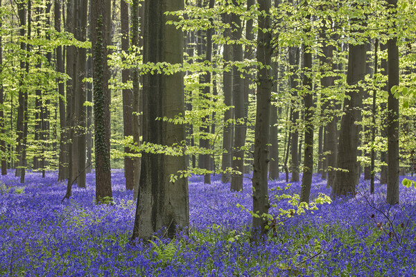 Bluebells in Woodland in Spring Picture Board by Arterra 