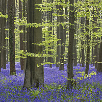 Buy canvas prints of Bluebells in Woodland in Spring by Arterra 