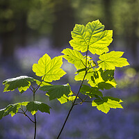 Buy canvas prints of Sycamore Maple Leaves in Spring by Arterra 
