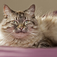 Buy canvas prints of Persian Longhair Cat by Arterra 