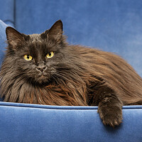 Buy canvas prints of Persian Longhair Cat in Sofa by Arterra 