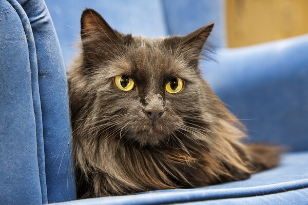 Persian Longhair Cat in Blue Sofa Picture Board by Arterra 