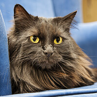 Buy canvas prints of Persian Longhair Cat in Blue Sofa by Arterra 