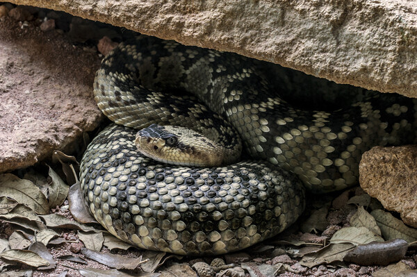 Northern Black-tailed Rattlesnake Picture Board by Arterra 