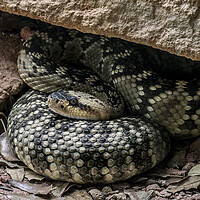 Buy canvas prints of Northern Black-tailed Rattlesnake by Arterra 