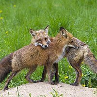 Buy canvas prints of Two Red Foxes by Arterra 