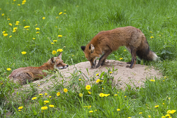 Red Fox Couple at Den Picture Board by Arterra 