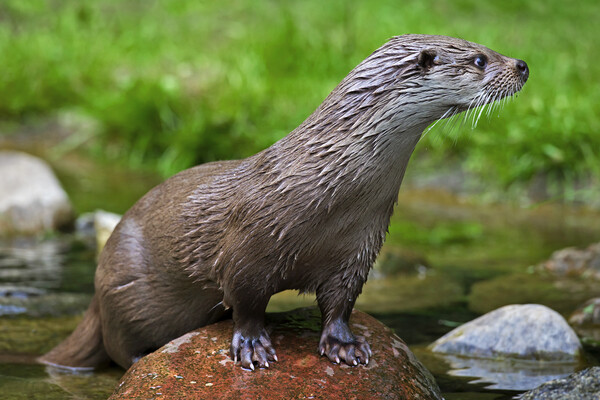 European River Otter - Lutra lutra Picture Board by Arterra 