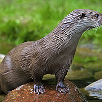 Buy canvas prints of European River Otter - Lutra lutra by Arterra 