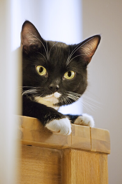 Tuxedo Cat Picture Board by Arterra 