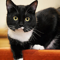 Buy canvas prints of Tuxedo Cat by Arterra 