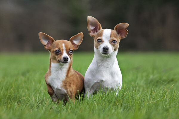Two Chihuahuas in Garden Picture Board by Arterra 