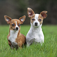 Buy canvas prints of Two Chihuahuas in Garden by Arterra 