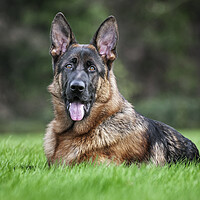 Buy canvas prints of German Shepherd Dog in Garden by Arterra 