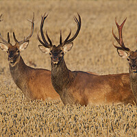 Buy canvas prints of Three Red Deer Stags in Wheat Field by Arterra 