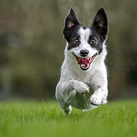 Buy canvas prints of Happy Jack Russell by Arterra 