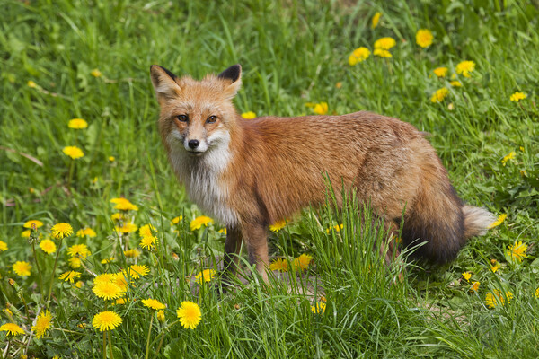 Red Fox in Meadow with Wildflowers Picture Board by Arterra 