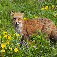Buy canvas prints of Red Fox in Meadow with Wildflowers by Arterra 