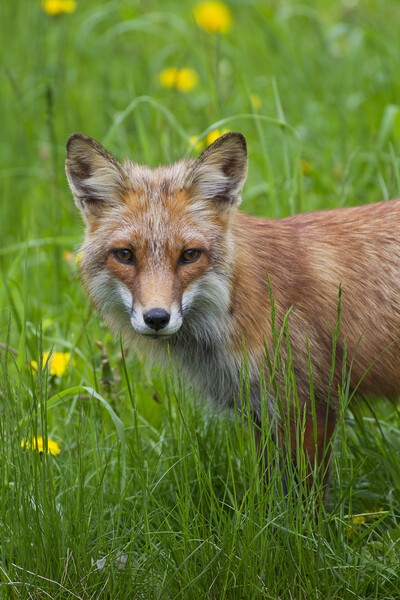 Red Fox in Meadow Picture Board by Arterra 