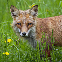 Buy canvas prints of Red Fox in Meadow by Arterra 