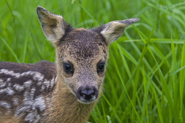 Baby Roe Deer Picture Board by Arterra 