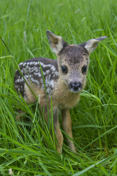 Baby Roe Deer in Meadow Picture Board by Arterra 