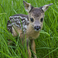 Buy canvas prints of Baby Roe Deer in Meadow by Arterra 