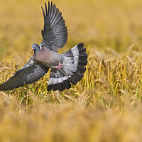 Buy canvas prints of Wood Pigeon in Farmland by Arterra 
