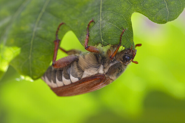 Common Cockchafer  Picture Board by Arterra 