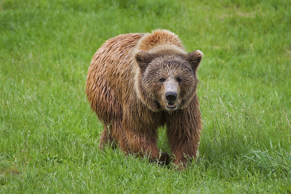 Brown Bear in Grassland Picture Board by Arterra 