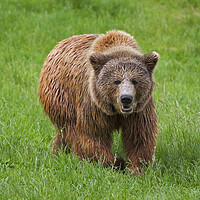 Buy canvas prints of Brown Bear in Grassland by Arterra 