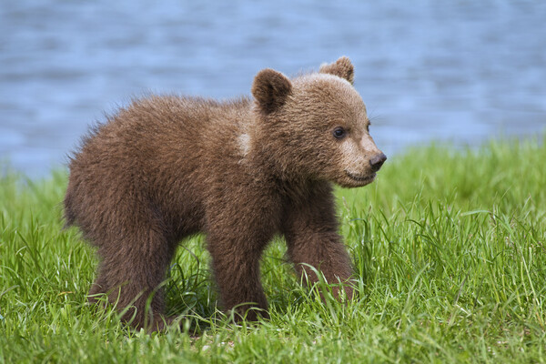 Brown Bear Cub on Riverbank Picture Board by Arterra 