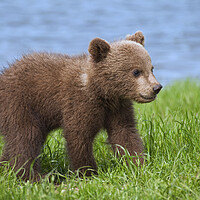 Buy canvas prints of Brown Bear Cub on Riverbank by Arterra 