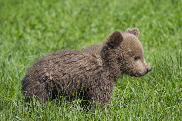Cute Brown Bear Cub in Meadow Picture Board by Arterra 